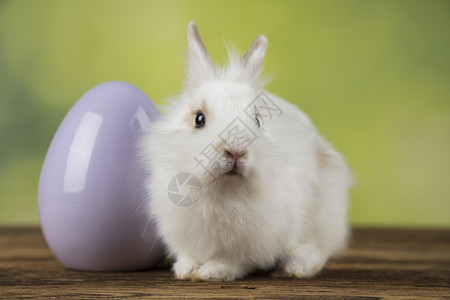 白色小兔子和淡紫色鸡蛋图片