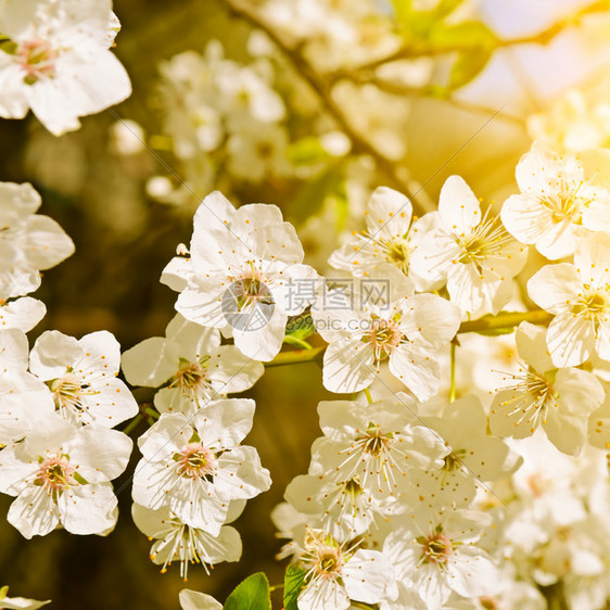 春花美丽的树与桃花图片