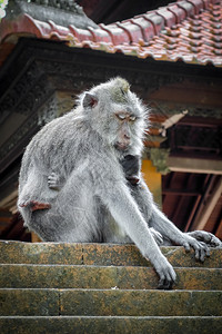 在神圣的猴子森林寺院屋顶上猴子乌布德巴利印地安尼西亚在猴子森林的寺院屋顶上猴子印地安尼西亚图片