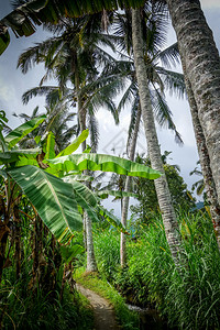 稻田种植的棕榈树木balindoesa稻田的棕榈树mundk图片