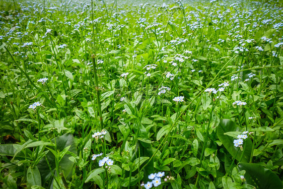 JapnNiko植物园的蓝花田日本植物园的蓝花日本植物的Niko植物园的蓝花图片