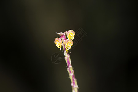 马兰西色陆花和短干安布利斯旺特瓦迪马哈拉施特印地安亚马兰西色印地安亚图片