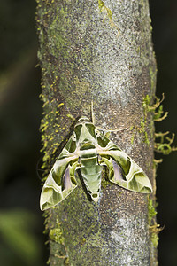奥兰德鹰蛾或陆军绿达夫尼斯纳里安博利马哈拉施特印地安亚图片