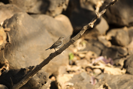黄喉麻雀红松树果山谷树区马哈拉施特印地安群岛图片