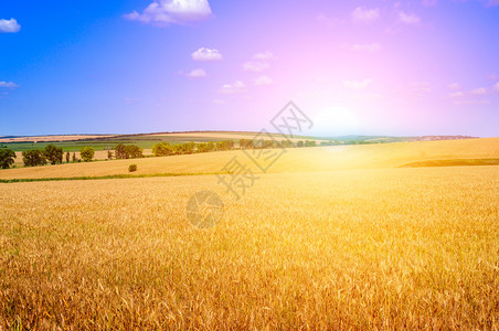 小麦田和令人愉快的日出农业景观图片