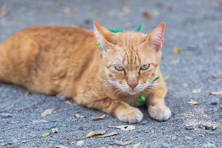 躺在地上的可爱家猫橙色和白的泰式猫图片