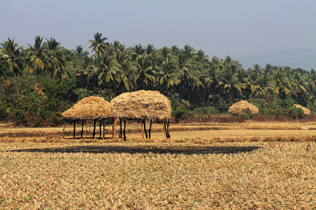 椰子树和干地的视图inda图片