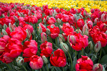 在开花期间著名的杜查花朵田红色和黄的郁金香排成一图片