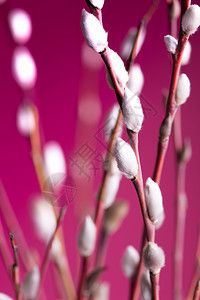 明亮而积极的春天树枝粉红色背景上有芽的树枝图片