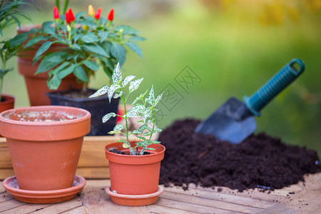 在花园里种盆和移植物图片