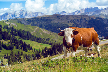 一群意大利的牛在牧草上高清图片