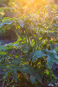 日落之光的花园里西红柿图片