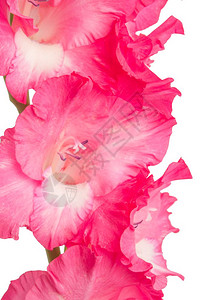 粉红色的花朵白背景被孤立图片