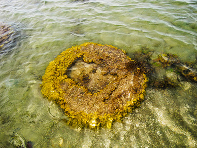 脑珊瑚库鲁萨代岛曼纳尔生物圈保护区湾塔米尔纳杜印地亚岛图片