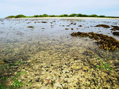 珊瑚和库鲁萨代岛,曼纳尔生物圈保护区的海湾,泰米尔纳杜岛印地亚。 珊瑚和库鲁萨代岛,印地亚。图片