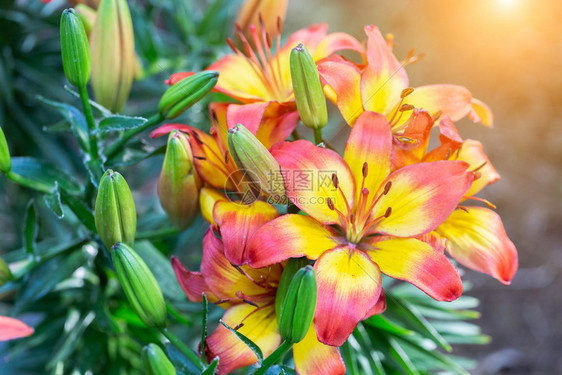 美丽的百合花图片