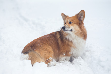 关上雪地的肖像在冬天行走图片