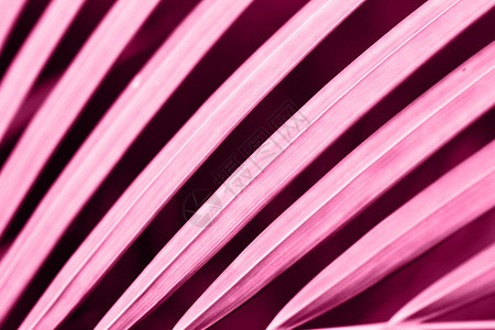 抽象图片粉红棕榈叶壁纸的美丽背景图片