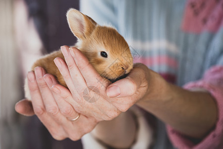 女孩手掌握着一只小兔子图片
