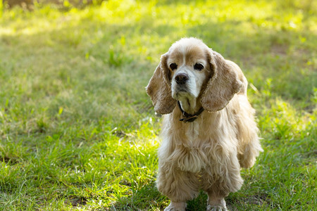 绿草地站立的可卡犬背景图片