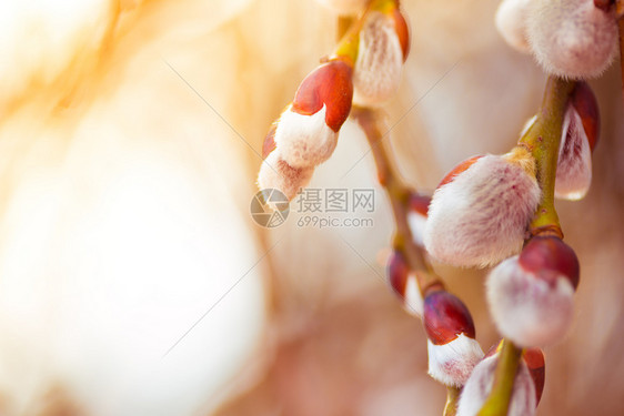 长芽树枝春图片