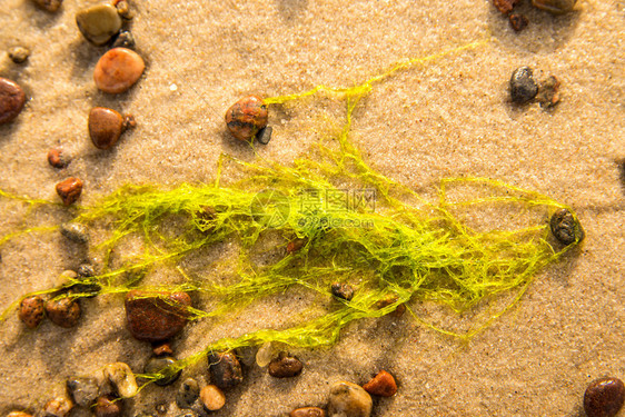 海生菜藻类在黄海沙滩上图片