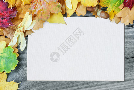 多色秋叶和白方空纸页或带文字位置的画布多色秋叶和白方空纸页或画布的边框位于旧木板的背景上图片