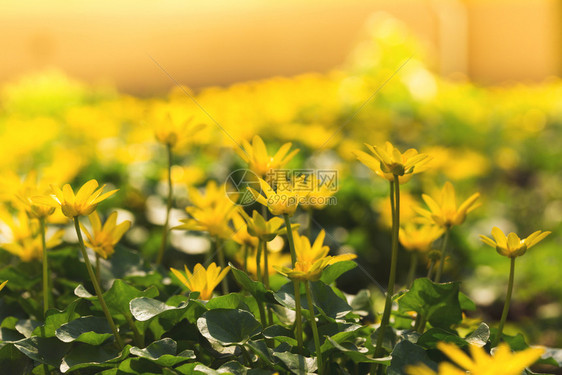 春花园中繁开的黄朵图片