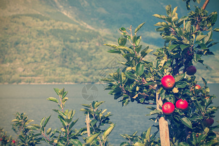 红富士苹果树苹果树和背景中美丽的色Norway背景