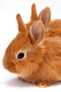 两只小红兔白色的背景图片