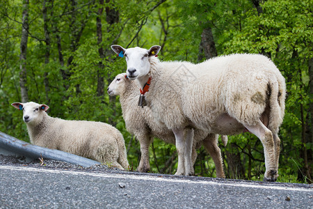 一群美丽的羊站在一条路上看着你们图片