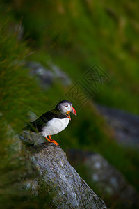 诺维吉亚岛的北鸟海雀众所周知的北鸟海雀图片