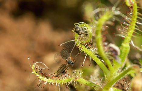捕蝇者是食虫植物卡斯高原萨塔拉马哈施特印地亚图片
