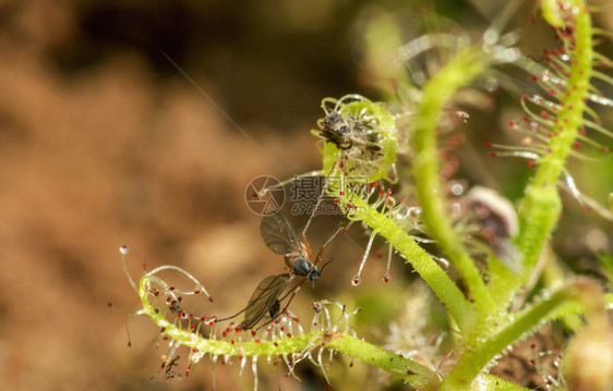 捕蝇者是食虫植物卡斯高原萨塔拉马哈施特印地亚图片