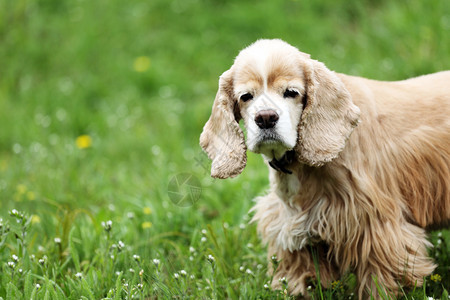 花园里漂亮的可卡犬图片