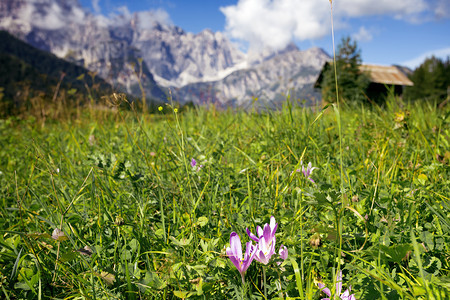 山上高的花朵Italy图片