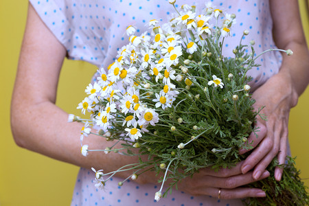 洋甘菊花束背景