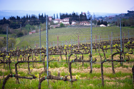 春天意大利在托斯卡纳山中的葡萄园图片