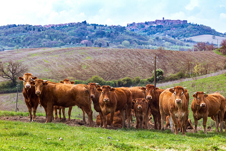 一头牛群和背景中典型的土卫二风景图片