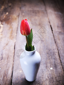 在木背景的花瓶中孤独红色郁金香图片