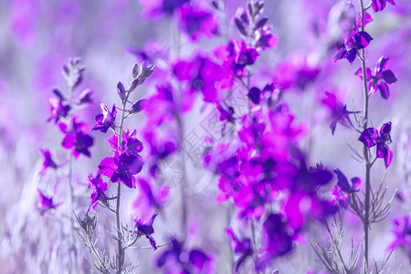 美丽的紫色野花图片