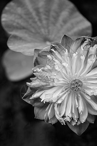 黑色和白的图像上面有花朵的详情图片