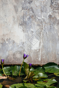 半盛花紫恒星水百合或莲花旧的老土混凝壁底图片