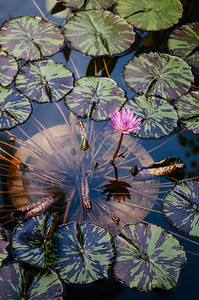 粉红星水百合清池里有两色叶子图片