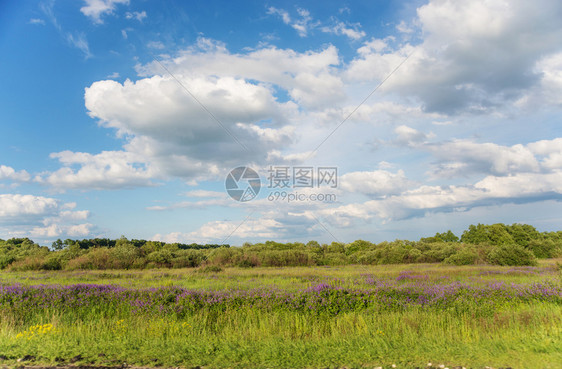 美丽的夏月风景有开花草地绿树和灌林蓝天空有白云图片