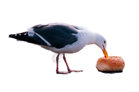 食白本面孤立的包普通海鸟图片