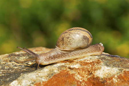 爬行的蜗牛浦那马哈拉施特拉邦图片
