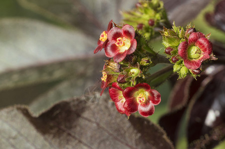 在马哈拉施特邦附近的小红花图片