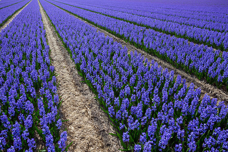 开花时著名的荷兰花田紫色青春的一排图片