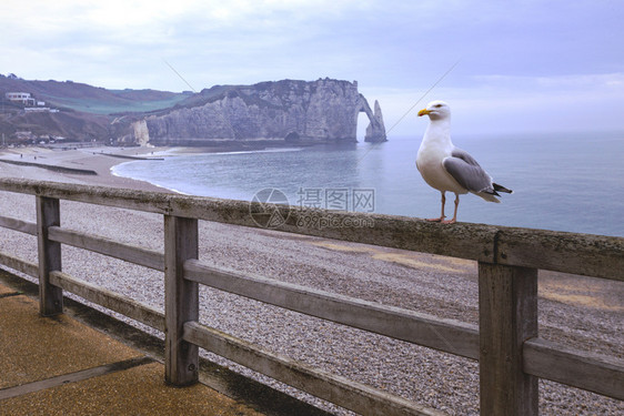 古迹悬崖上的美丽风景和前方的海鸥图片